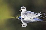 01AD1477 Grey Phalarope Copyright Mike Read